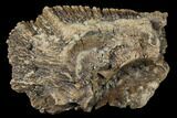Pachycephalosaurus Skull Fragment - Alberta (Disposition #) #129770-1